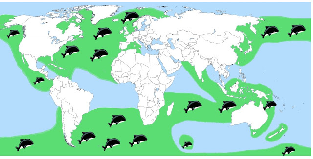 Lebensraum der Orcas